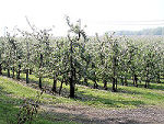 Bloesemwandelingen