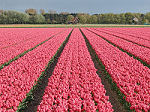 Bollenwandelingen