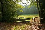 De mooiste bossen