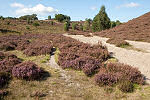 Heidewandelingen