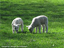 Wandelen in de lente