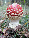 Herfstwandelen met NS