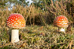 Geniet van de herfst