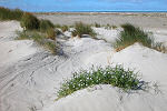 Waddenwissels