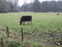 Groene Wissel Heeze