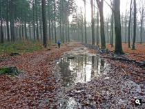 Bennekomse bos 
