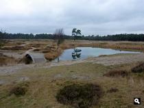 meertje in natuurgebied Heidestein