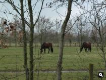 Veenwouden