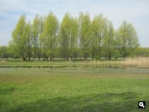 Horsterwold