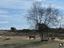 Drents-Friese Wold