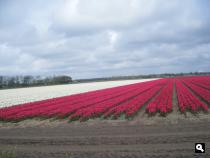 Bollenvelden bij Heiloo