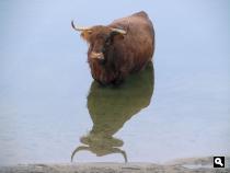 Kennemerduinen: rund in Oosterplas