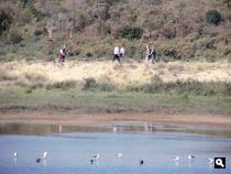 Kennemerduinen: wandelaars bij het Vogelmeer