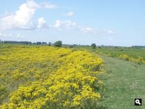 Bloemendijk op Tiengemeten