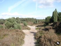Jeneverbesstruiken op het Lheebroekerzand