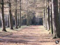 De Baarnse Bossen