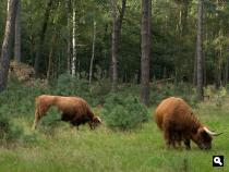 De grasmaaiers van het bos; Schotse Hooglanders