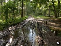 Maartensdijkse bos