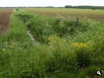 Landschap voorbij Vuren