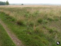 Landschap Kampina