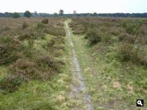 Westerheide