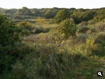 Meijendel