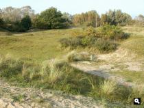 Meijendel.