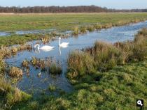 Keverdijkse polder