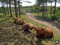 Schotse Hooglanders