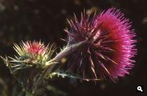Knikkende distel