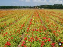 Bollenveld