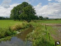 De Tongelreep