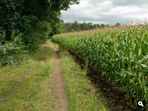 Tussen maisakker en bos