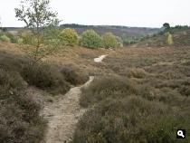 Heidegebied de Posbank