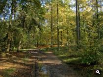 Herfstbos