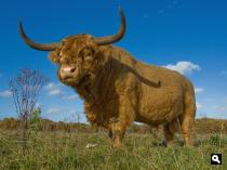 Schotse Hooglander