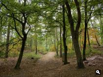Het Zandenbos