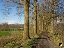 Dijkje