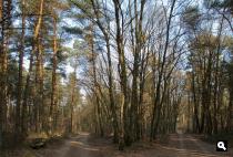 Elmpter Wald