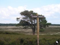 Kootwijkwandeling