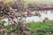 Bloesems langs de Linge
