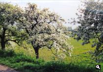 Bloesems langs de Linge