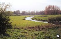 Linge