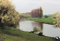 Bloesems langs de Linge