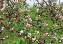 Fruitbloesems
