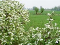 Bloesem