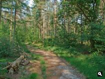 Paardenbos