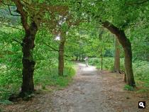 Baarnse Bos