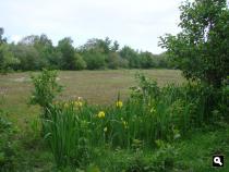 De natte duinen van Oostvoorne