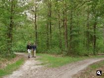 Buinerveld